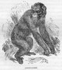Chimp Black And White Image